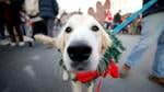 Reindog Parade draws hundreds of humans and canines to Spring Street in Williamstown for annual Holiday Walk