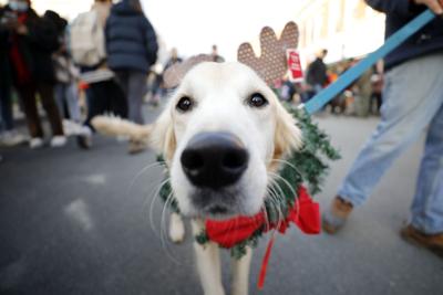 golden retriever dressed in holiday outfit