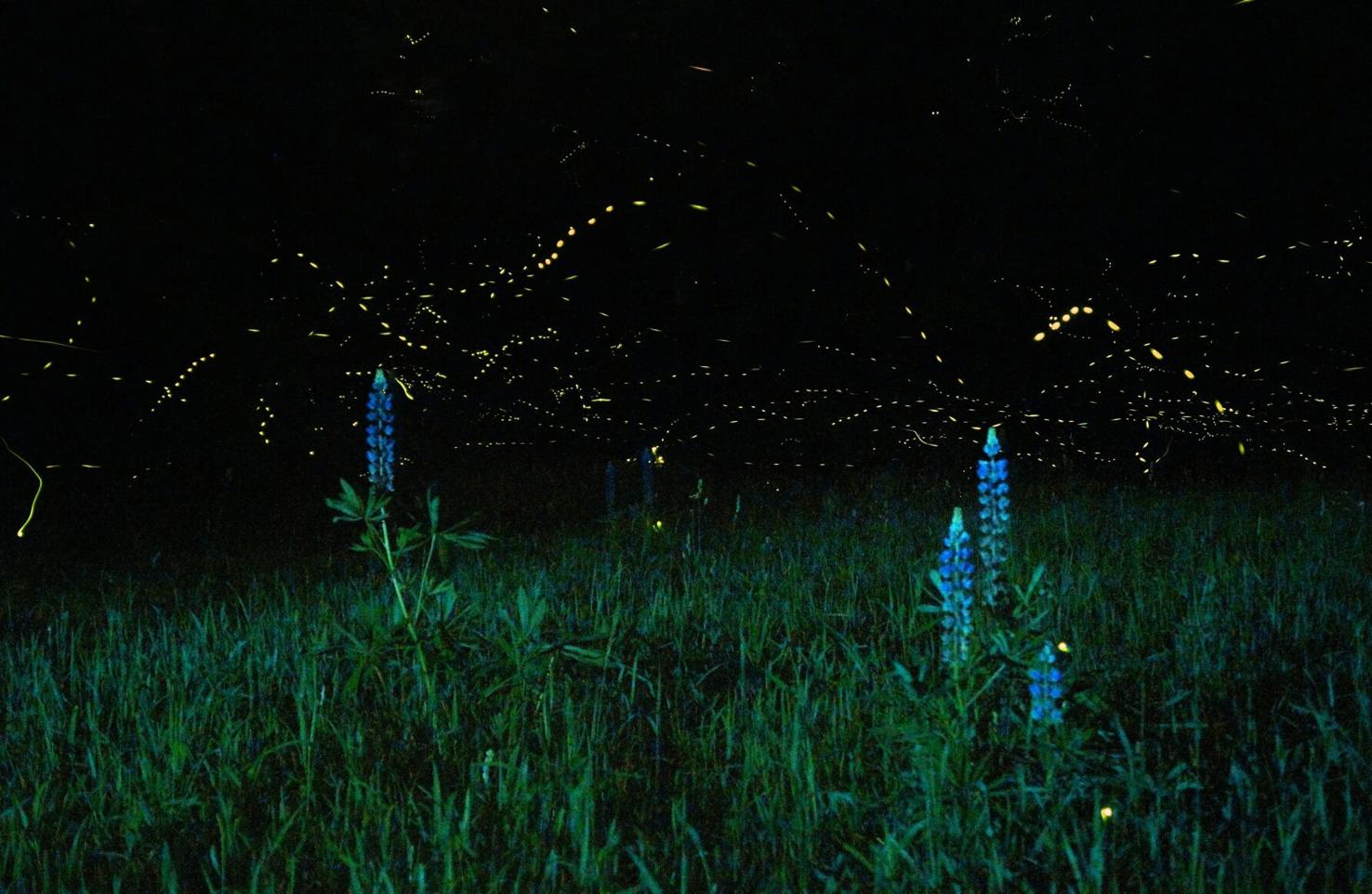 Clellie Lynch: Those femme fatale fireflies Columnists