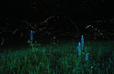 Lupines_and_Fireflies_No._4_(14505155544)_CROP