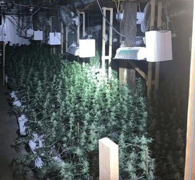 Thousands of marijuana plants seized in Savoy; two NY men arrested (copy)
