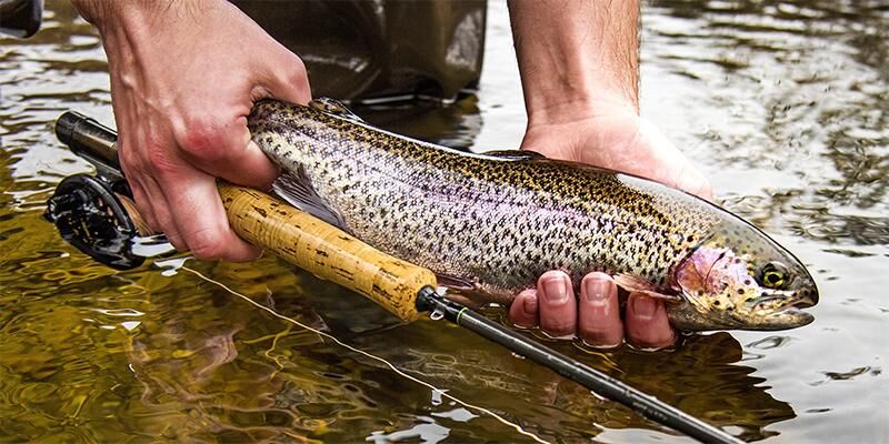 fish released