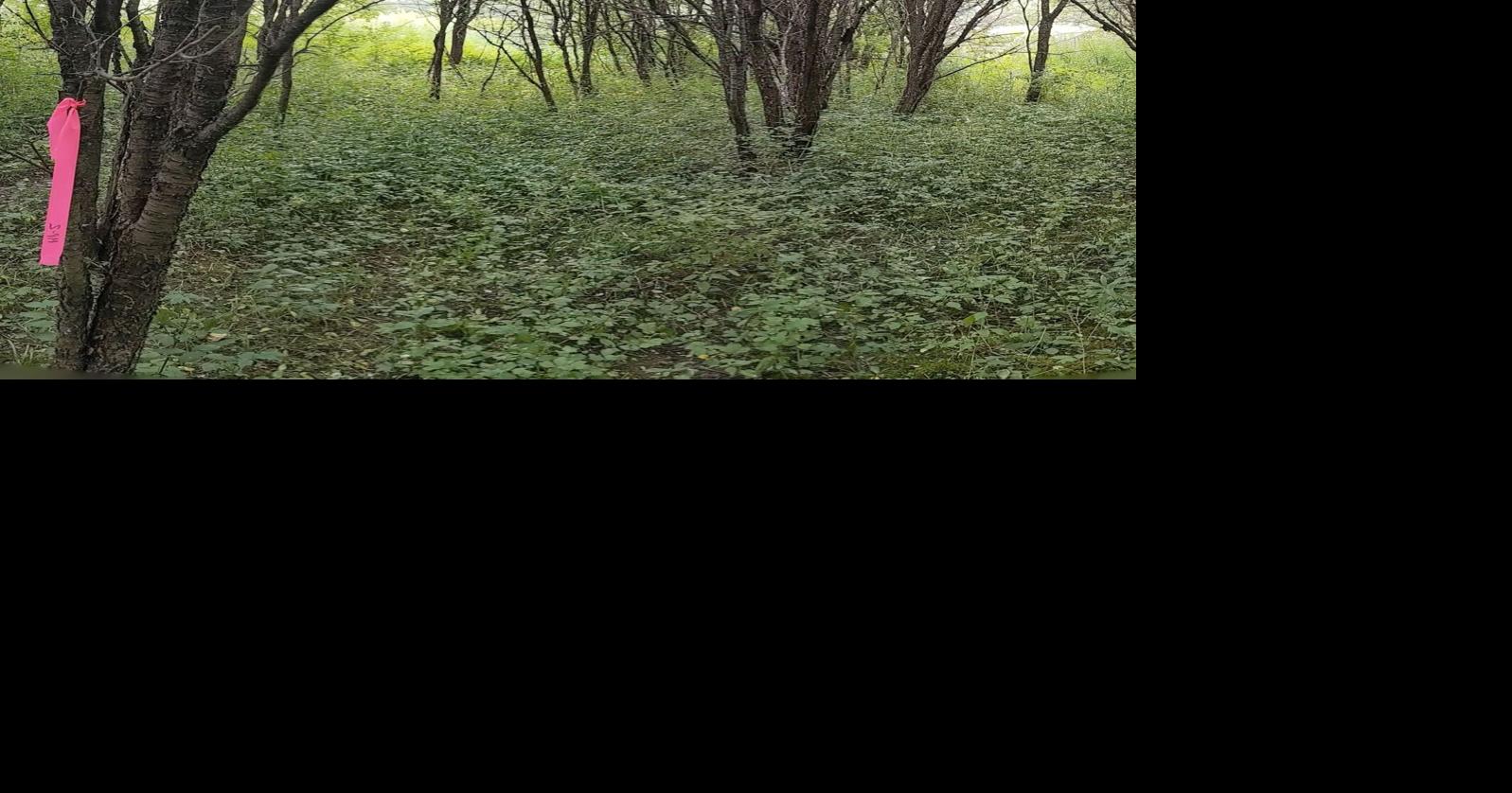 Ecological restoration project aims to stem overgrowth of invasive species in Pittsfield’s Kirvin Park – The Berkshire Eagle