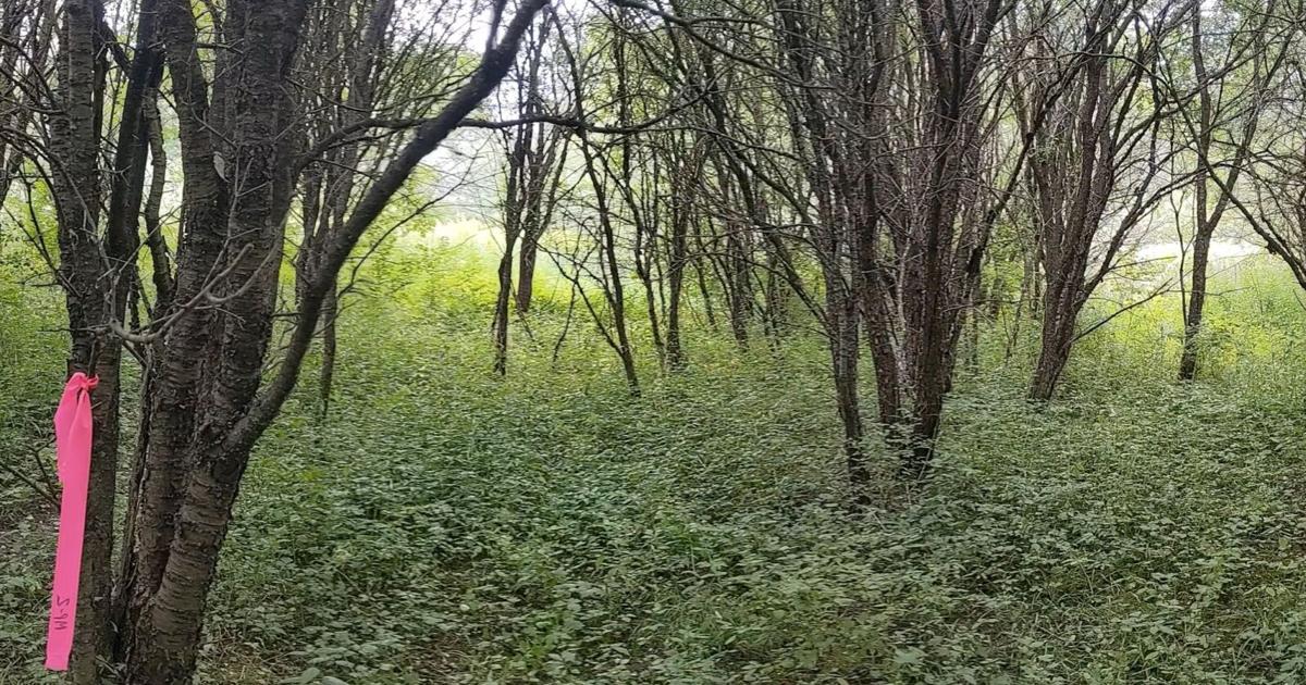 Ecological restoration project aims to stem overgrowth of invasive species in Pittsfield’s Kirvin Park – The Berkshire Eagle