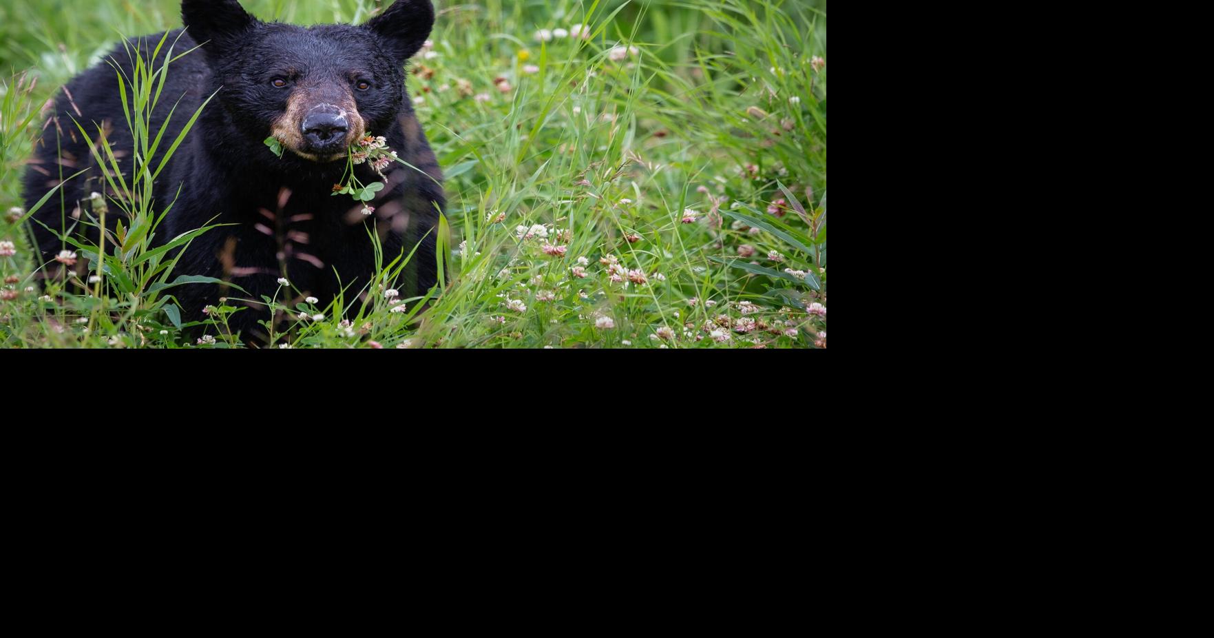 Most problems with black bears originate with human behaviors. A few