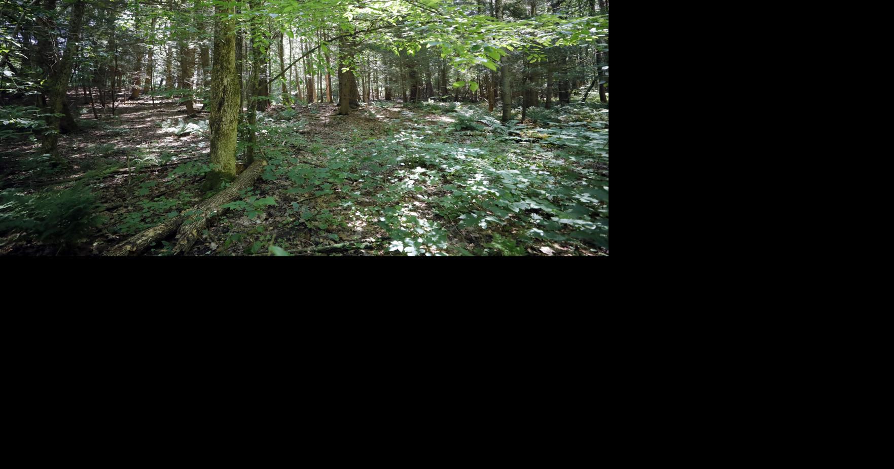 Richmond has signaled it's unlikely to buy a wooded parcel to save it from development, but another option has surfaced