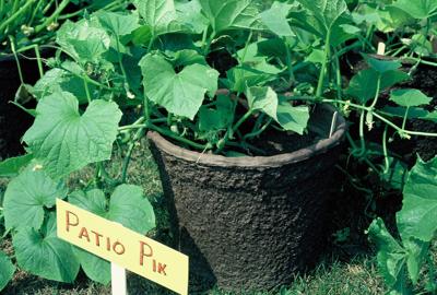 Container cucumbers
