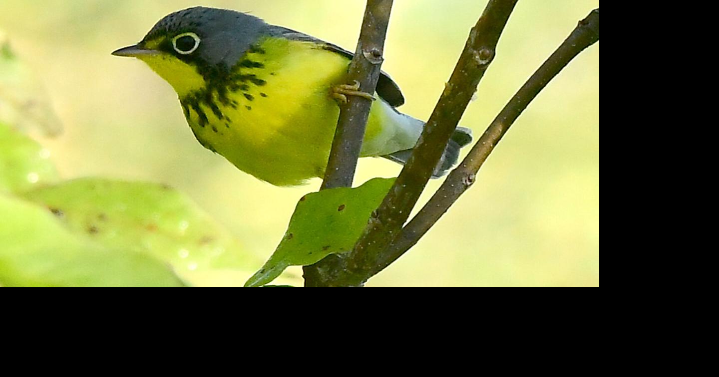 Canada warbler