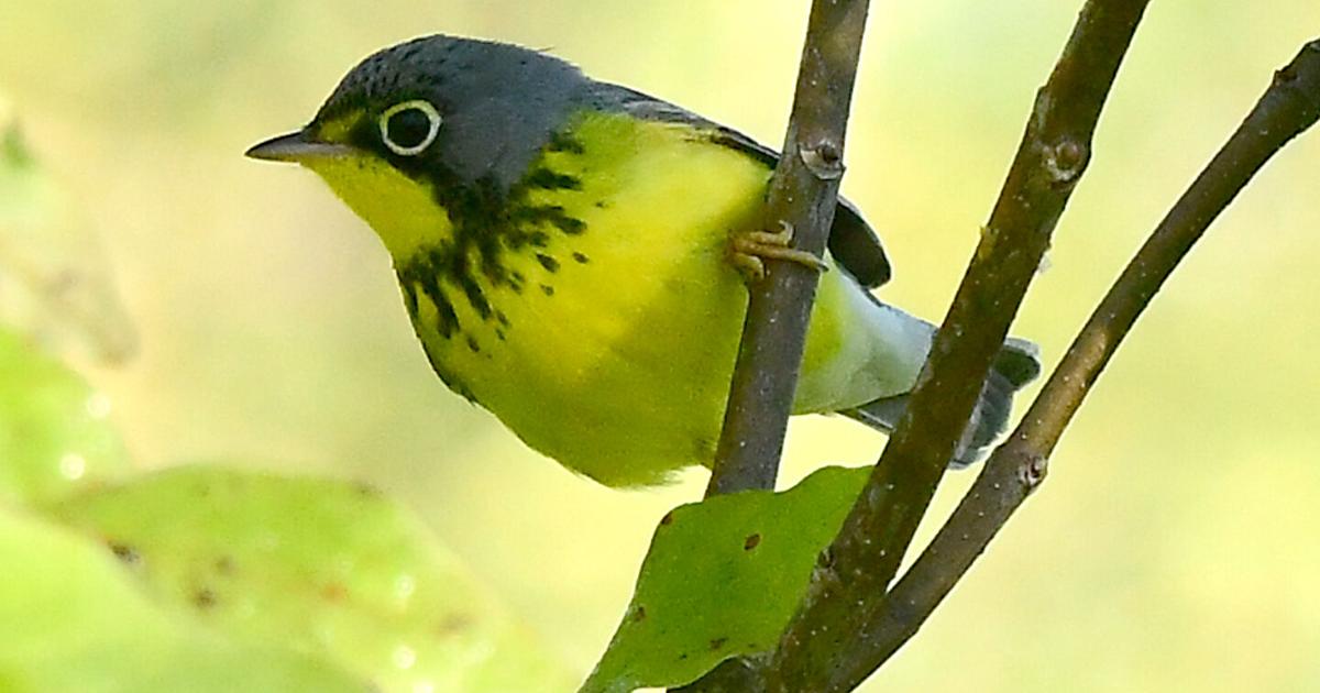 Canada warbler