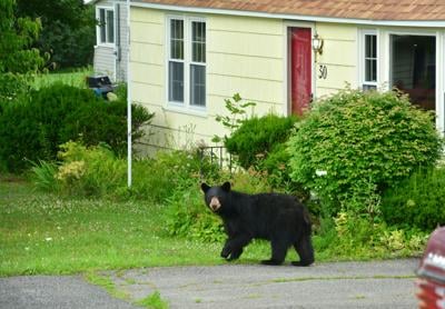 Black bear walking across road near house