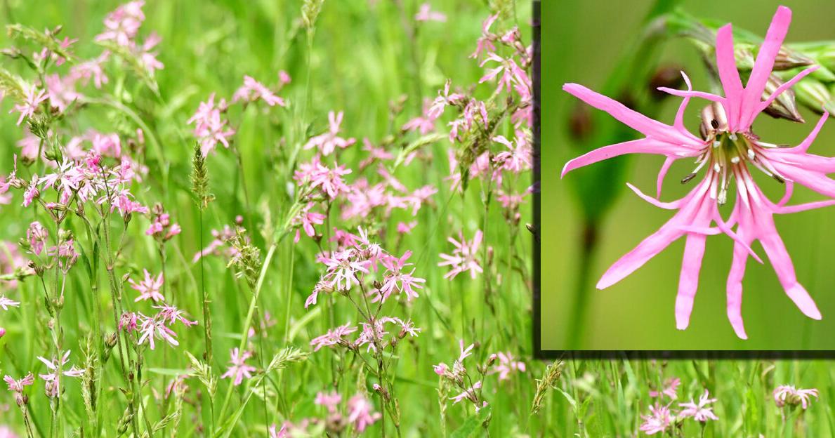 Ragged robin adds a blush of pink to New England fields