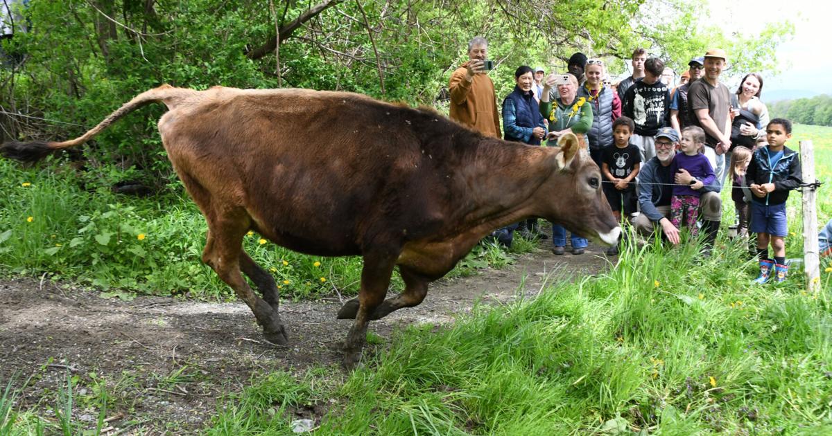 At Cricket Creek Farm the cows leapt for joy at Spring Pasture Turn Out