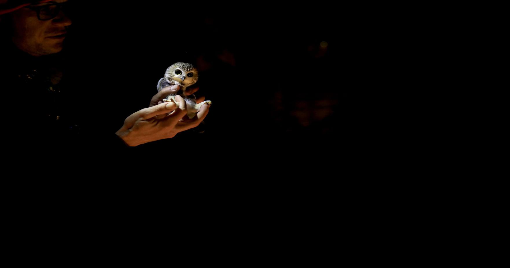 How the Berkshire Bird Observatory is studying the secret lives of saw-whet owls
