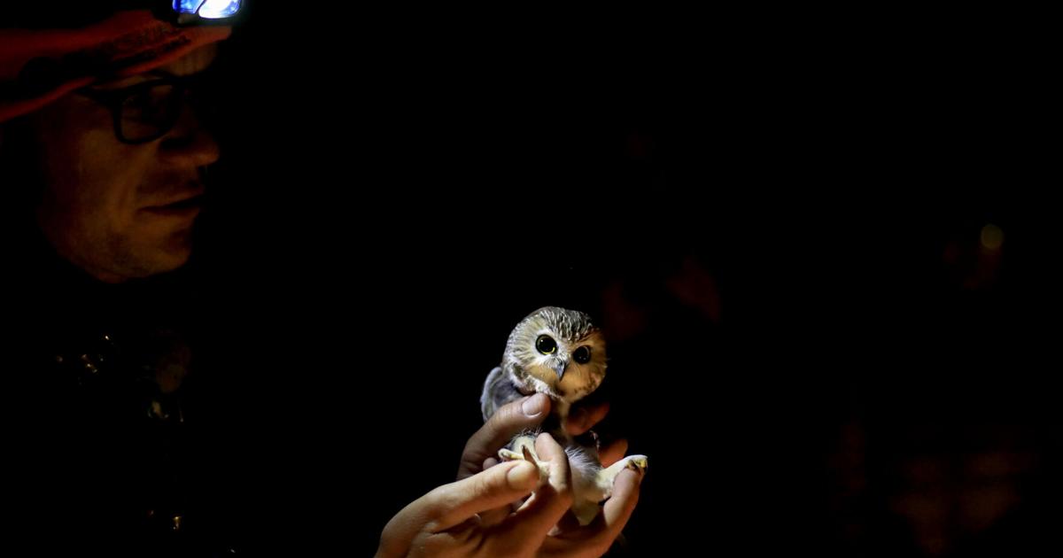 How the Berkshire Bird Observatory is studying the secret lives of saw-whet owls