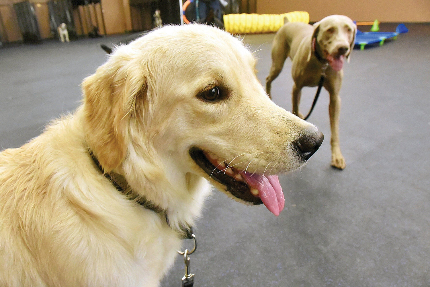subaru dog obedience school commercial