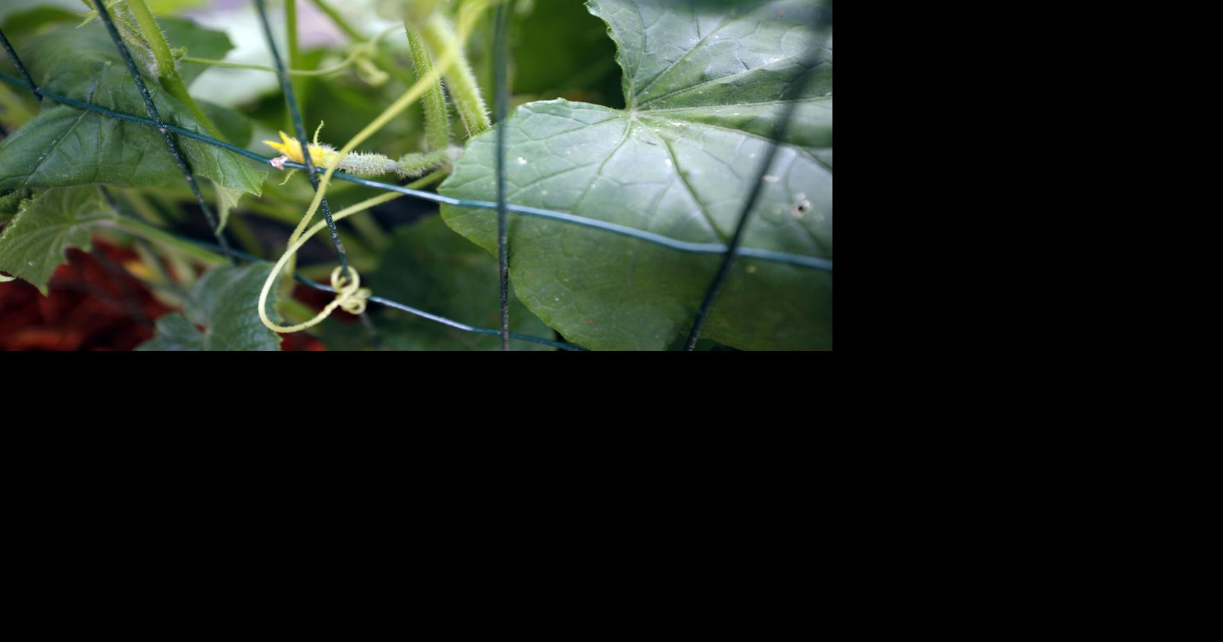 small cucumber starting to grow