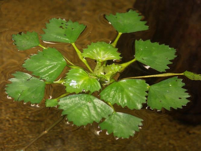 Water chestnut plant
