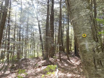 hemlock trees
