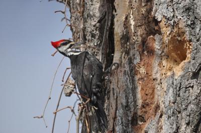 Woodpecker1.jpg