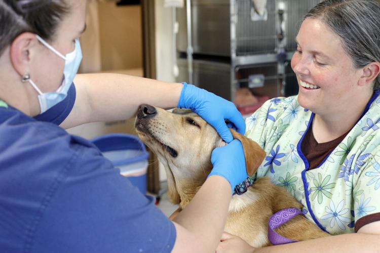 woman holds yellow lab while vet tech cleans her ears