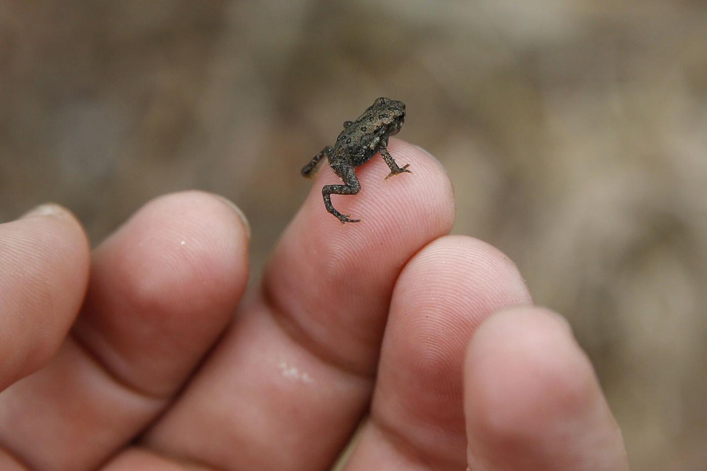 Thom Smith: Tiny toads? Mass migration on Mount Everett is a sight to  behold, Home and Garden