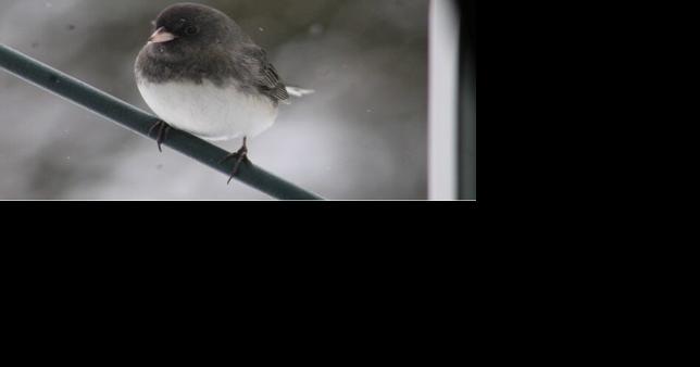 Once rarely seen 'snowbirds,' juncos are now a common resident found throughout the Berkshires - Vimarsana News