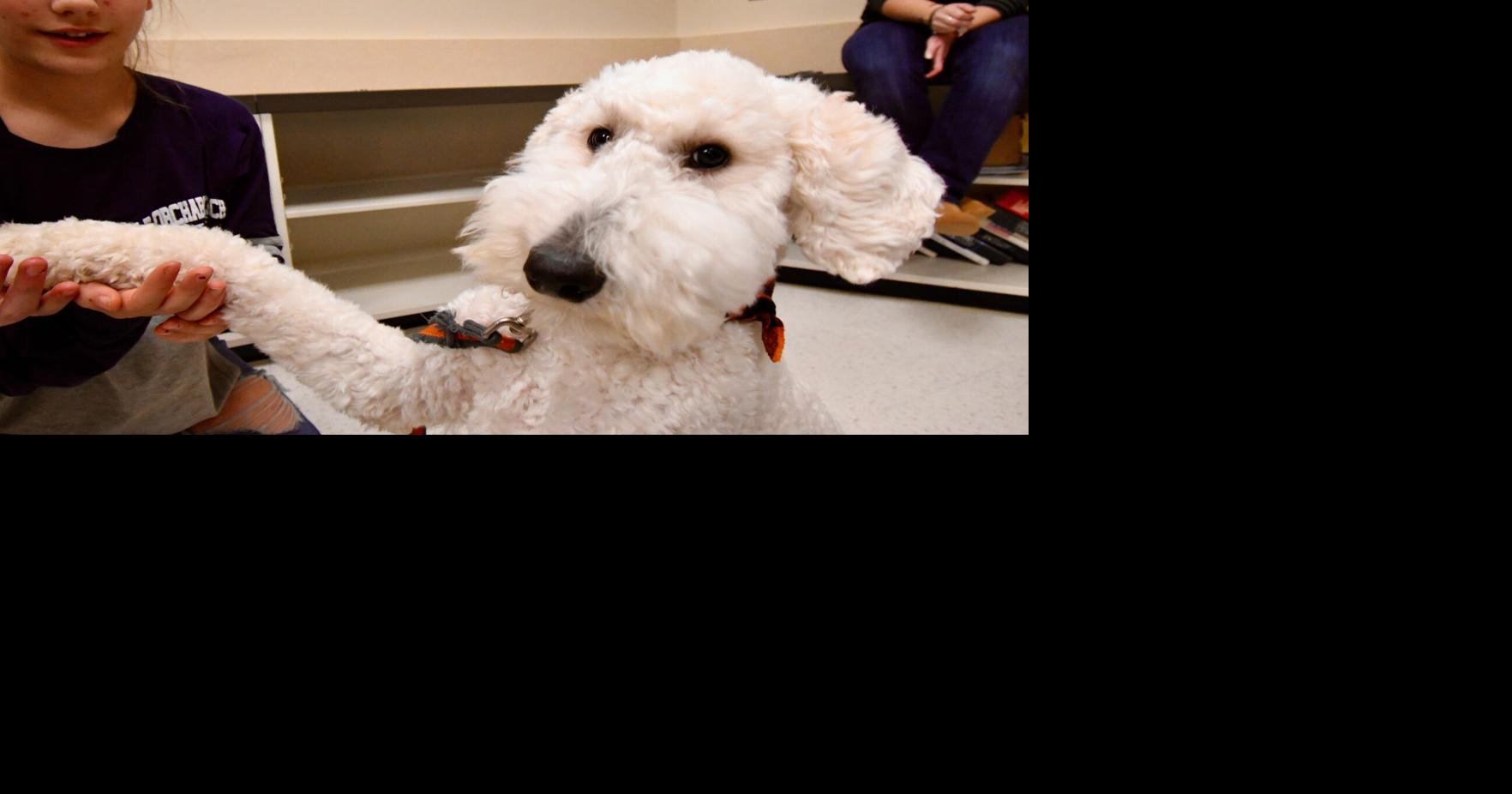 How To Make A Dog Feel At Home