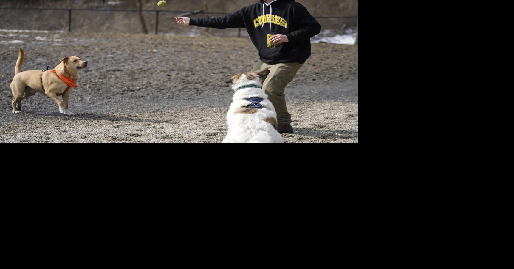 Photos Dogs enjoy an afternoon at the Pittsfield Dog Park Multimedia
