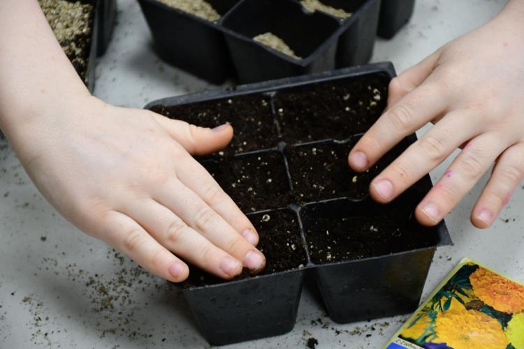 A child's hands plant seeds