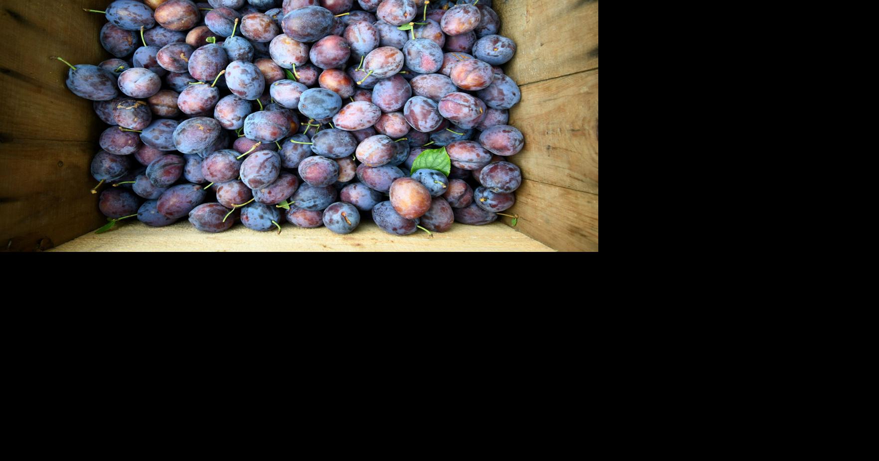 Photos Picking plums at Jaeschke's Orchard Multimedia