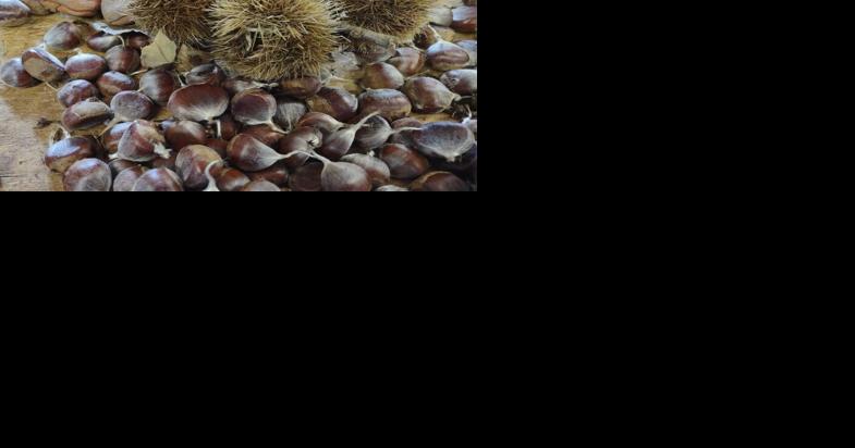 A fungus wiped out 3.5 billion American chestnut trees. Scientists believe genetically-engineered blight-resistant trees will bring them back - Vimarsana News