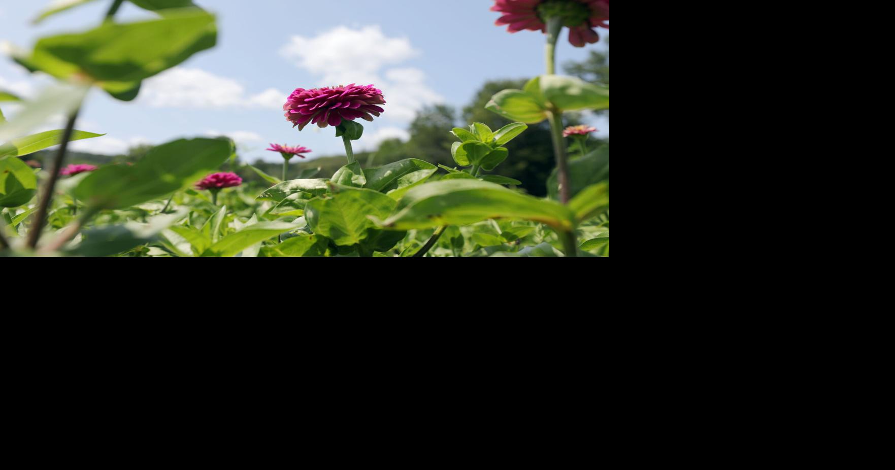 Perfect midsummer weather is in store for the Berkshires this weekend. How long will it last?