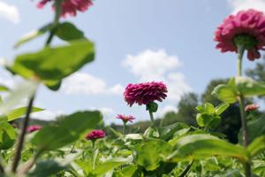 Perfect midsummer weather is in store for the Berkshires this weekend. How long will it last?