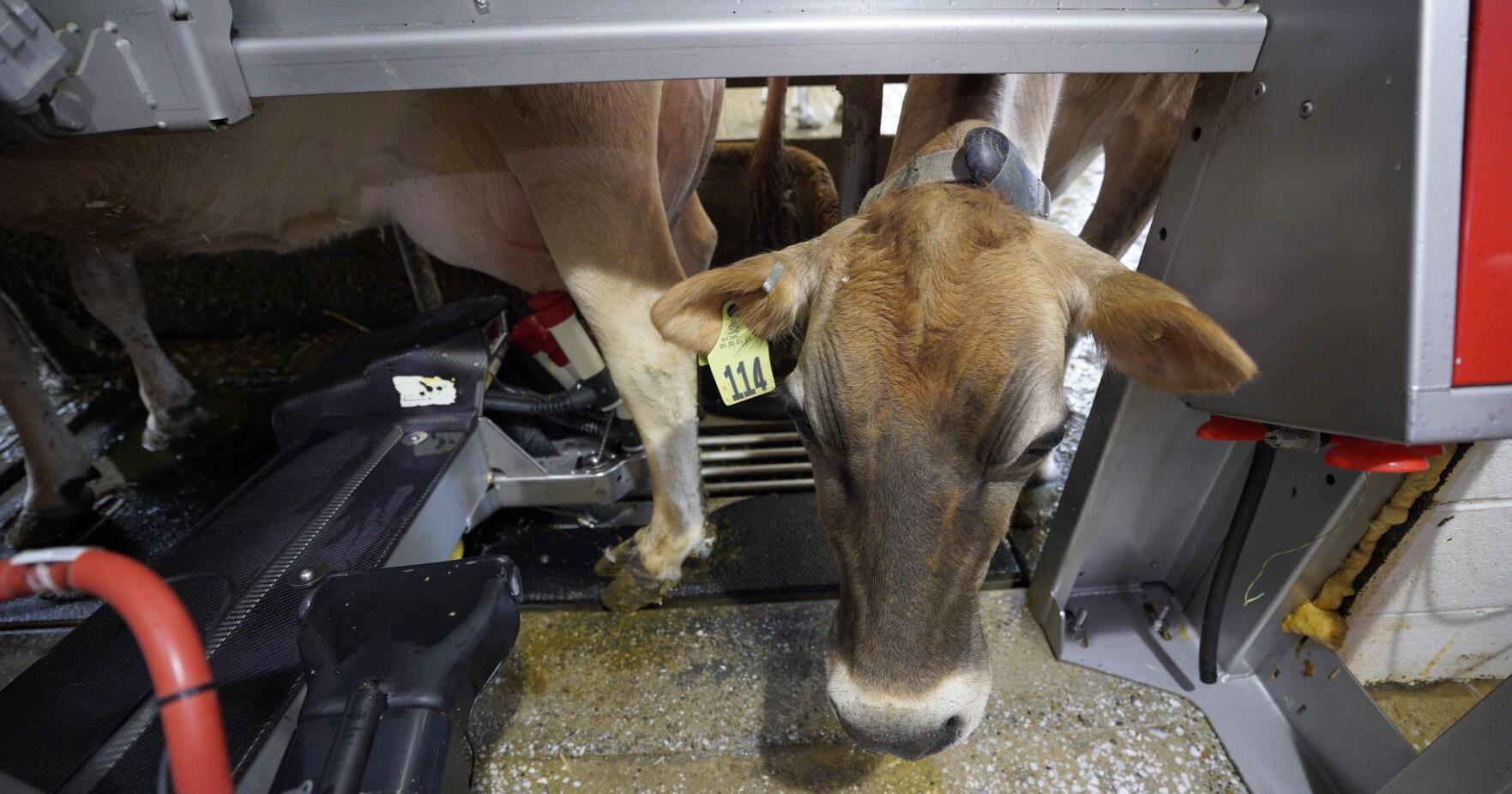What do cows and virtual reality art have in common? They're ways AI is being used in the Berkshires - Vimarsana News