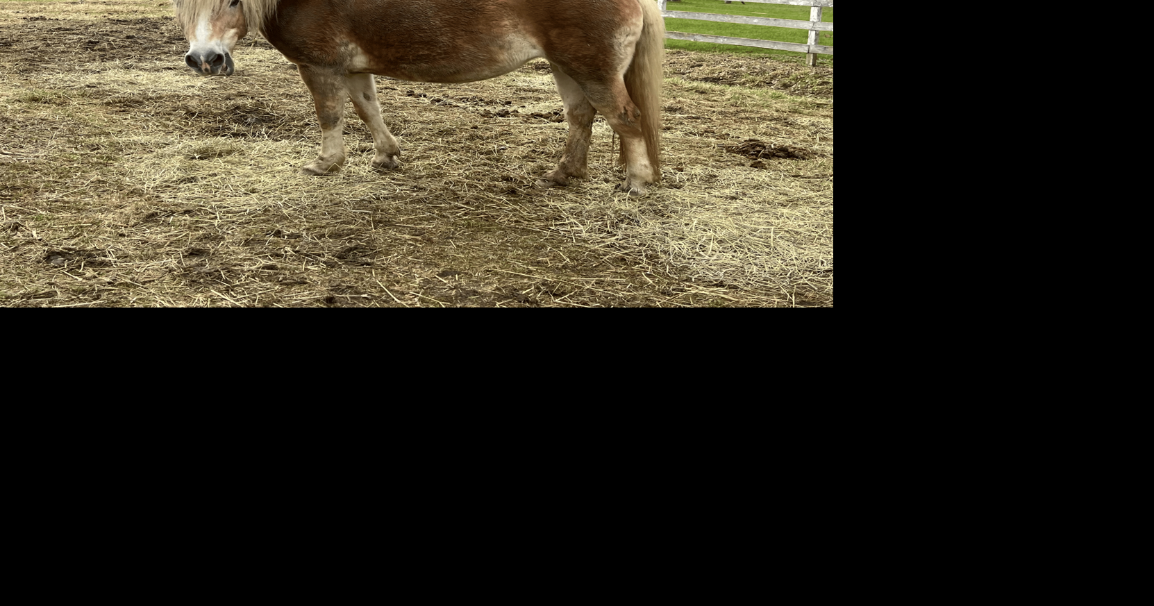 Following rabies exposure, community donations float Blue Rider Stables ...