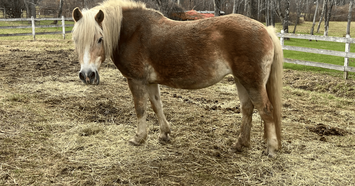 Following rabies exposure, community donations float Blue Rider Stables ...