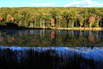The trees are reflected in a pond