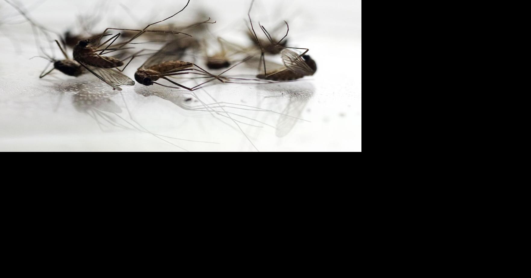 Berkshire County records three more positive West Nile results as four communities remain at moderate risk