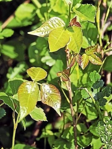 Leaves of three, let it be: How to avoid poison ivy and its itchy