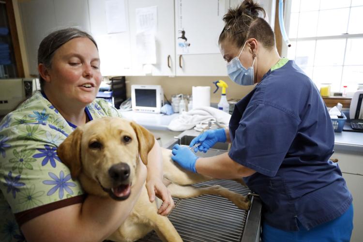 vet techs give yellow lab a shot