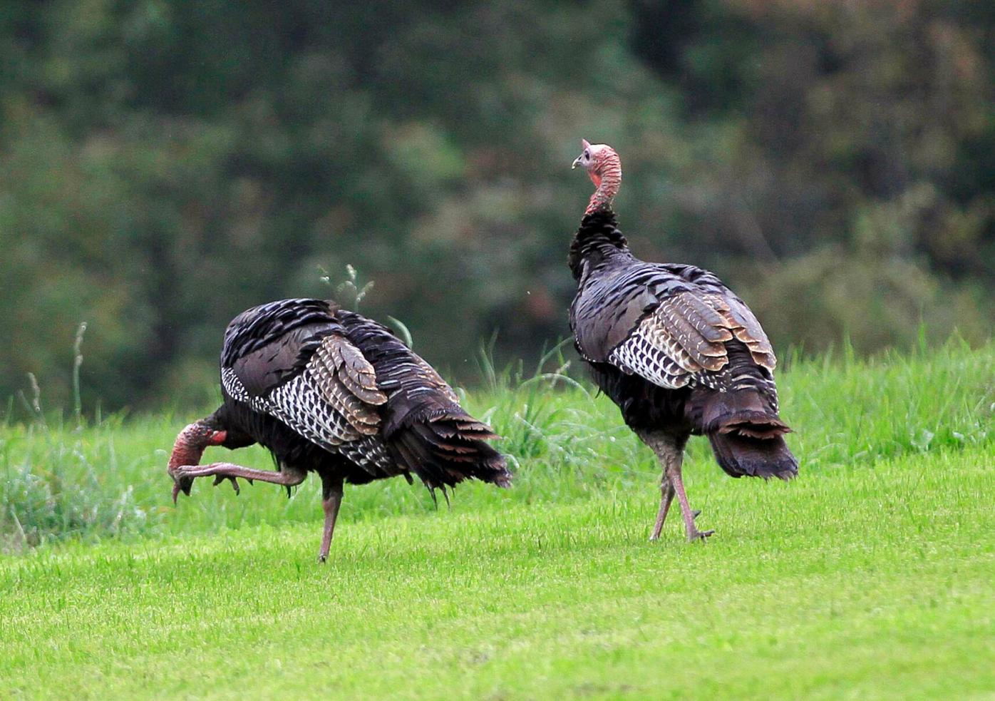 Leggs Learns That Wild Turkeys Have Wings - The Provincetown