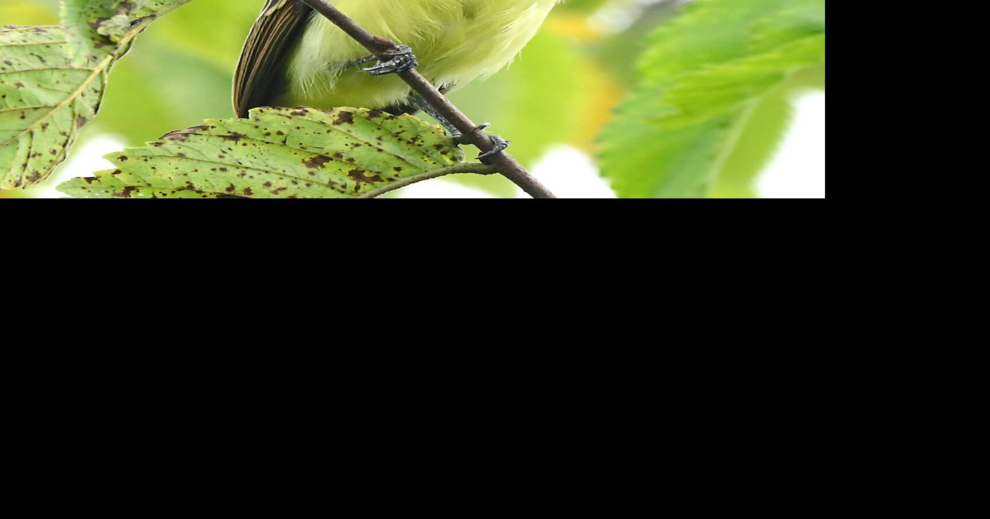 As birds grow quiet, a juvenile great crested flycatcher offers a surprise