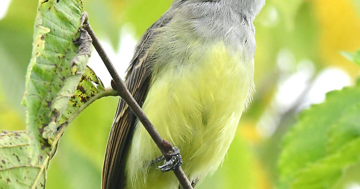 As birds grow quiet, a juvenile great crested flycatcher offers a surprise