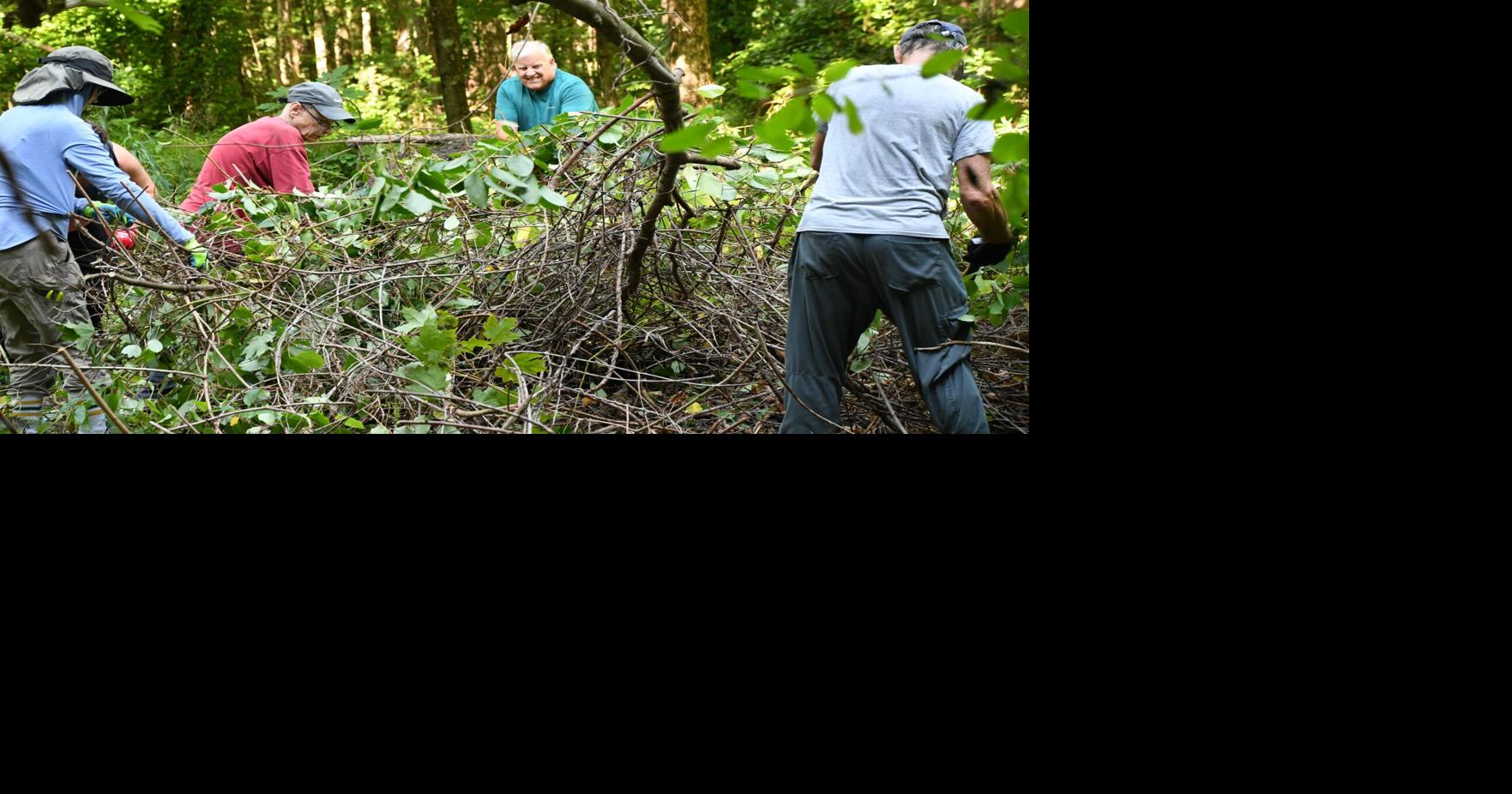 People work in the woods removing an invasive plant