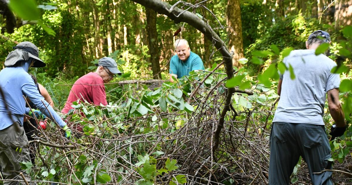 People work in the woods removing an invasive plant