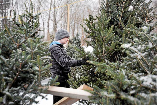 Take Me Outside: How to choose a Christmas Tree | Entertainment