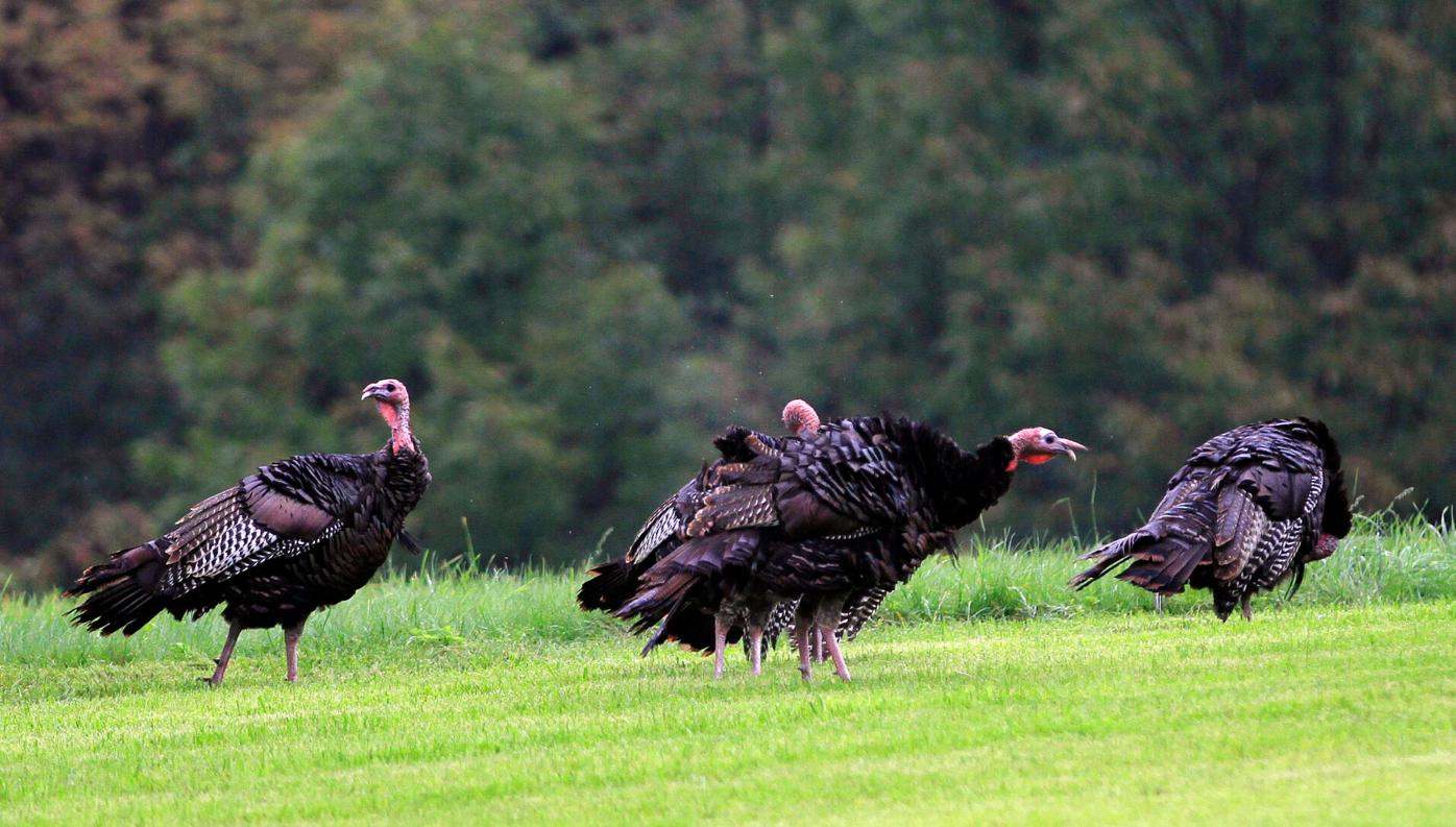 Leggs Learns That Wild Turkeys Have Wings - The Provincetown