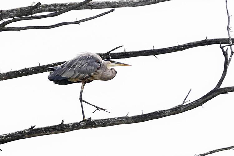 Bird stands on a branch