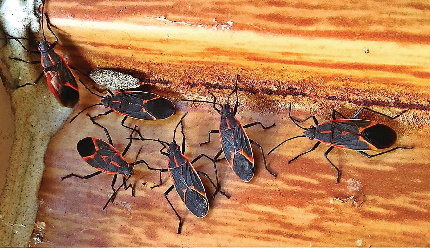 Thom Smith | NatureWatch: How do you get rid of box elder bugs? | Outdoors  | berkshireeagle.com