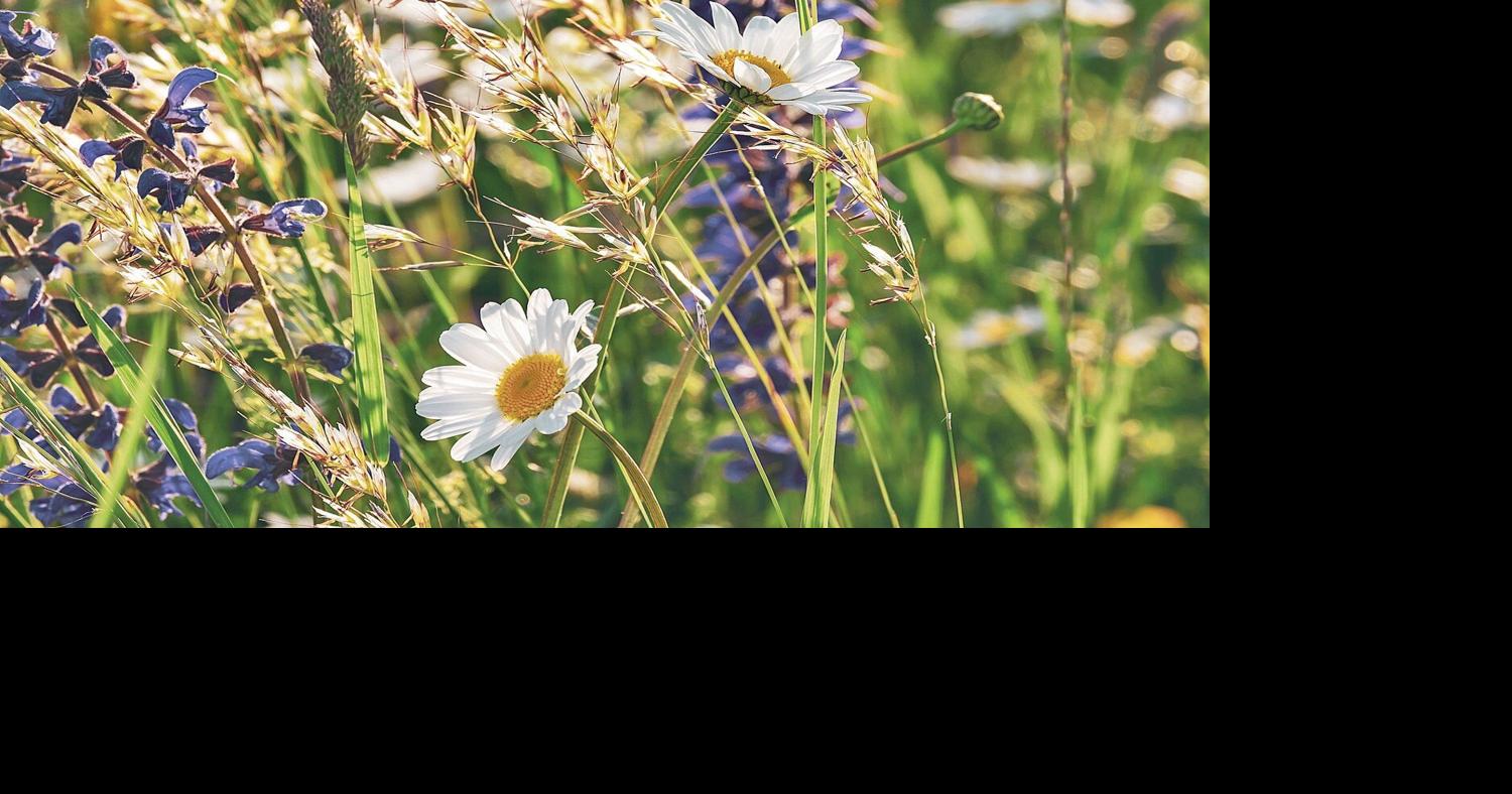 Thomas Christopher | Be-A-Better-Gardener: Meadow planting ...
